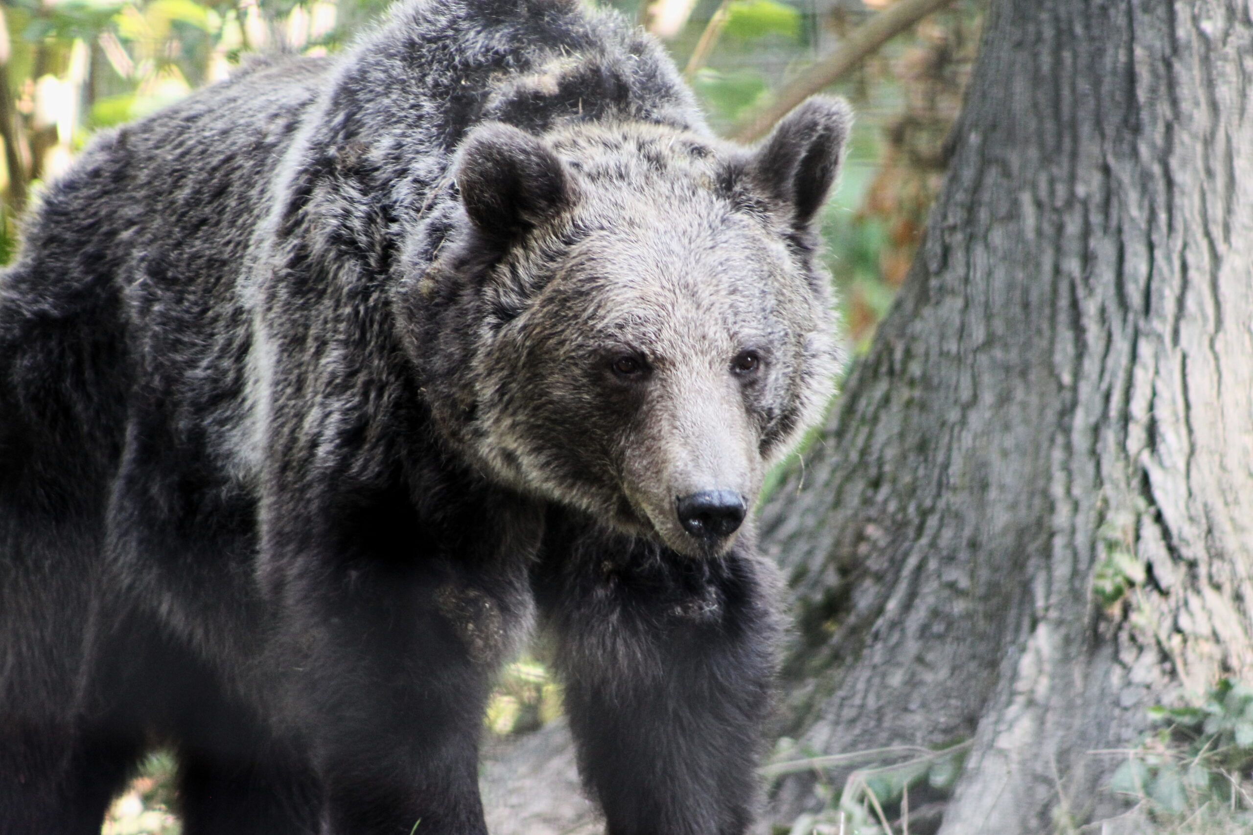 Libearty Zarnesti